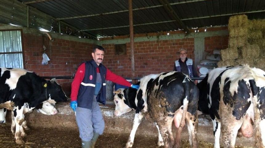 Soma&rsquo;da Kuduz Endişesi Son Buldu