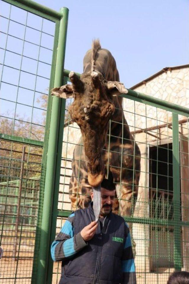 (özel Haber) Zürafa Şakir’le Fotoğraf Keyfi