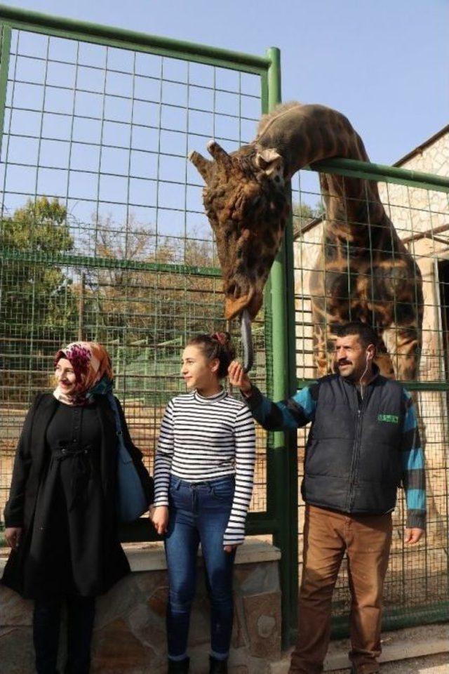 (özel Haber) Zürafa Şakir’le Fotoğraf Keyfi