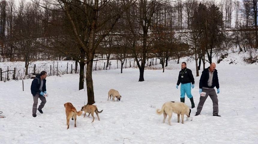 Karda A&ccedil; Kalan Hayvanlara Osmangazi Şefkati