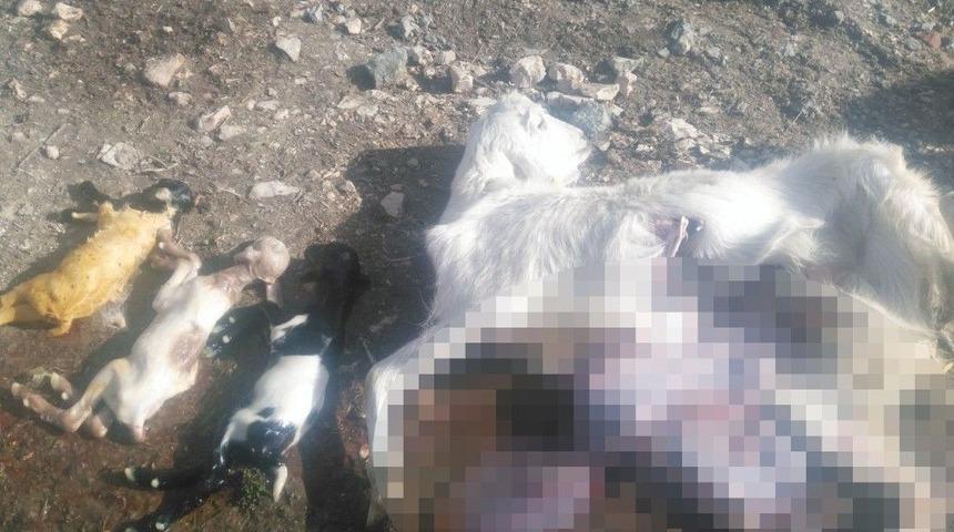 S&uuml;r&uuml;ye, A&ccedil; Kalan Kurtlar Saldırdı