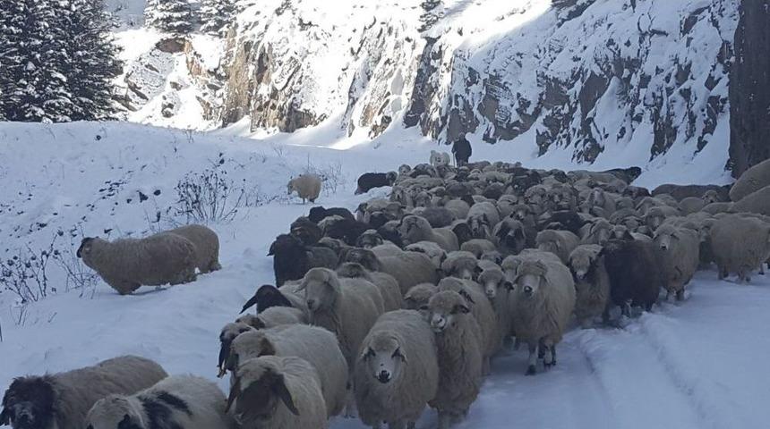 Yaylalarda Kalan Vatandaşlar Ve Hayvanları Kurtarılıyor