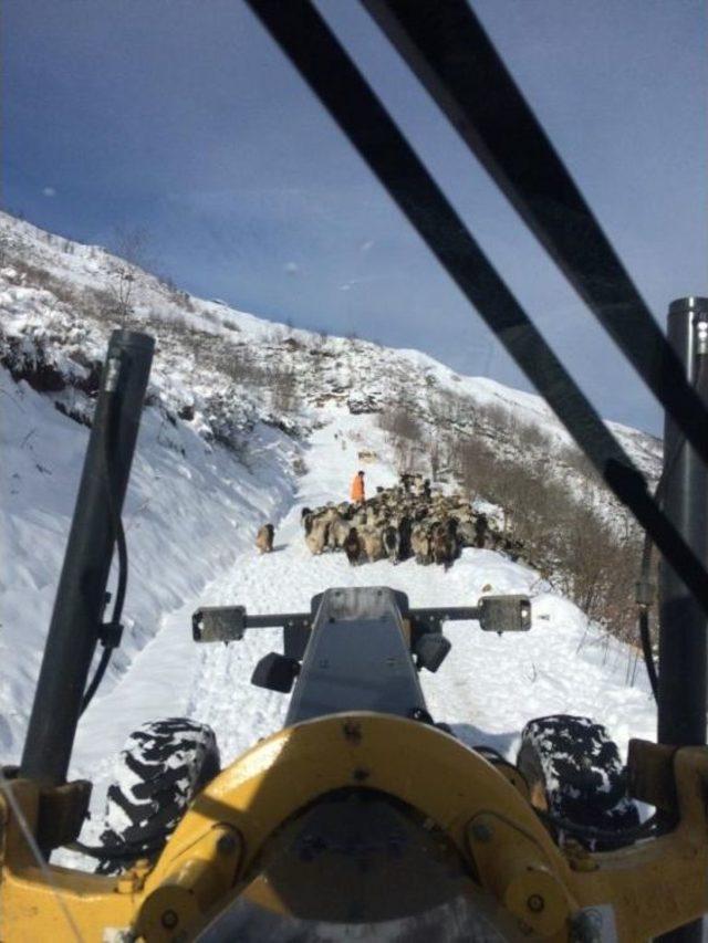 Yaylalarda Kalan Vatandaşlar Ve Hayvanları Kurtarılıyor 1