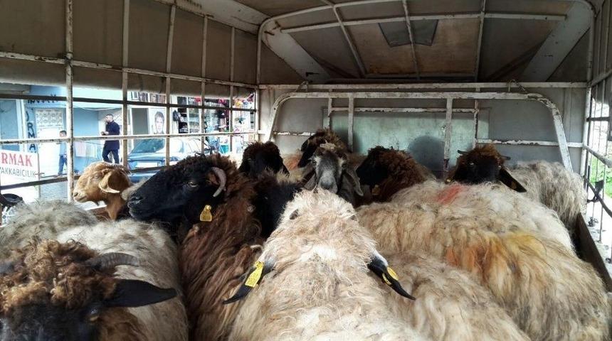 Zeytin Dalı Harekatı İ&ccedil;in Ş&uuml;k&uuml;r Kurbanı Kesildi