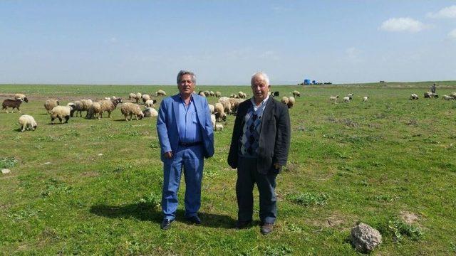 Zeytin Dalı Harekatı İçin Şükür Kurbanı Kesildi