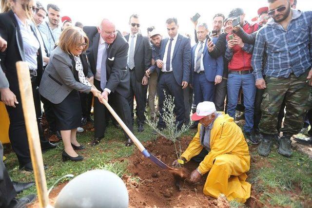 Türkiye’nin İlk Zeytin Ormanı Kuruldu