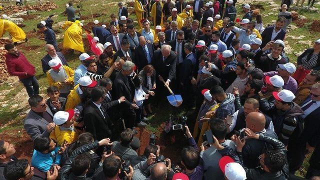 Türkiye’nin İlk Zeytin Ormanı Kuruldu