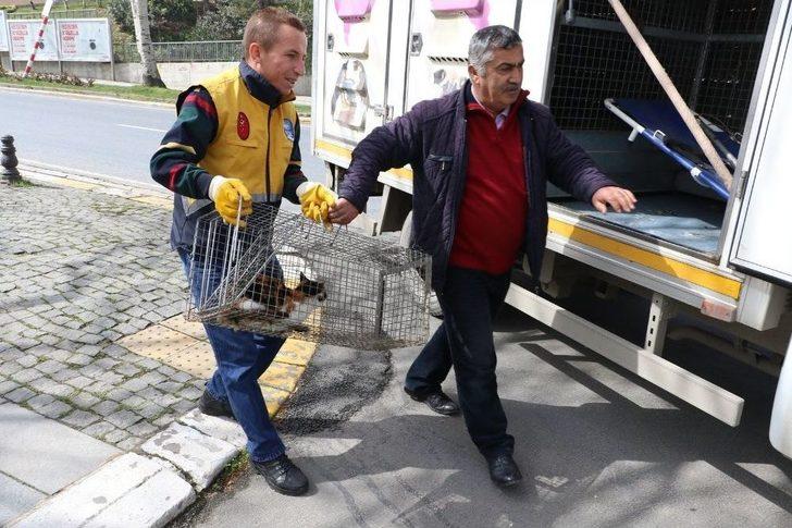 Eyüpsultan’da Ağaçta Mahsur Kalan Kediyi, Veteriner Ekipleri Kurtardı G2