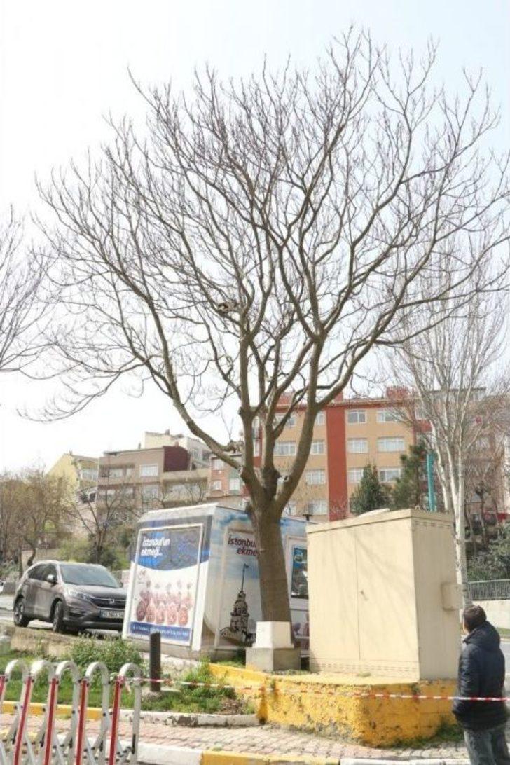 Eyüpsultan’da Ağaçta Mahsur Kalan Kediyi, Veteriner Ekipleri Kurtardı G3