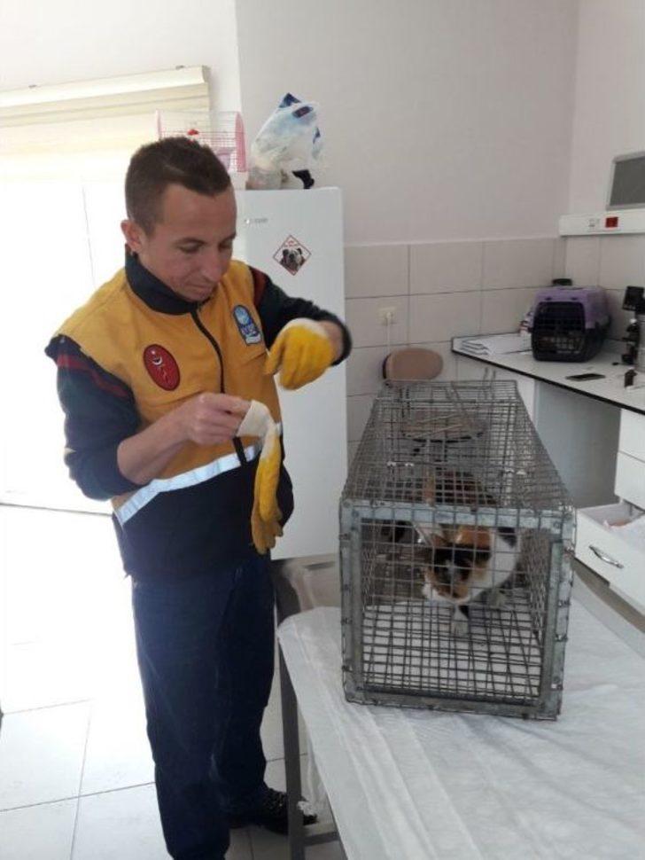 Eyüpsultan’da Ağaçta Mahsur Kalan Kediyi, Veteriner Ekipleri Kurtardı G4