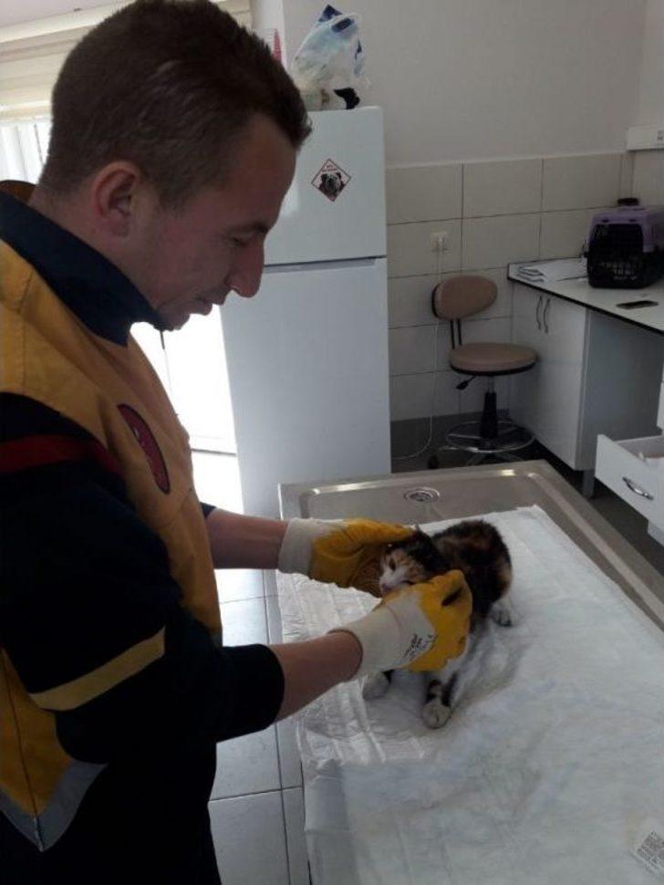 Eyüpsultan’da Ağaçta Mahsur Kalan Kediyi, Veteriner Ekipleri Kurtardı G5