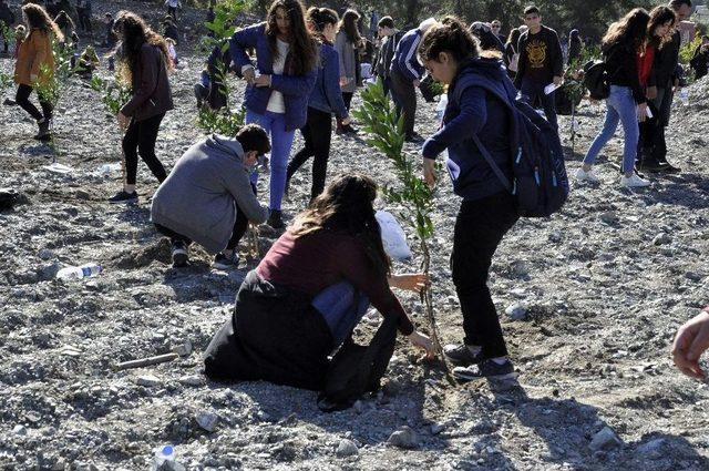 Hatay’da Öğrenciler Narenciye Bahçesi Kurdu