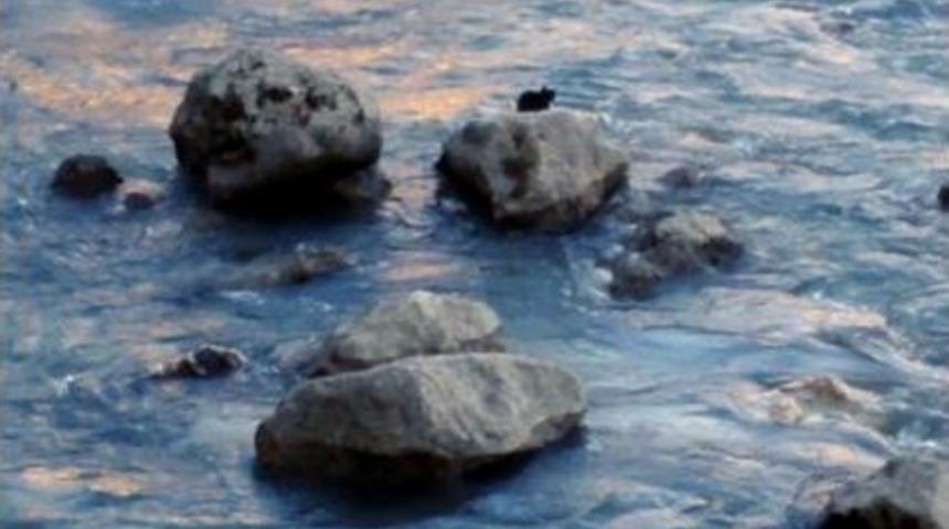 Nehirde Mahsur Kalan Yavru Kediyi Cankur Kurtardı