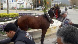 Atın Özgürlük Mücadelesi Böyle Bitti