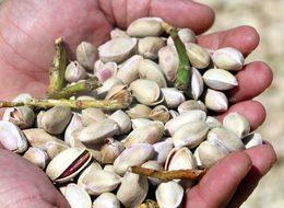 Siirt'te fıstık hasadı üreticileri memnun etmedi 