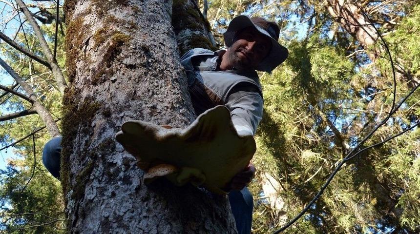 &Ccedil;ağman Mantarını Toplamak İsteyenler Ayılarla Yarışıyor