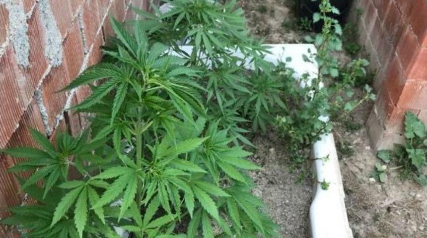 Evinin Bah&ccedil;esinde Hint Keneviri Eken Ş&uuml;pheli Yakalandı