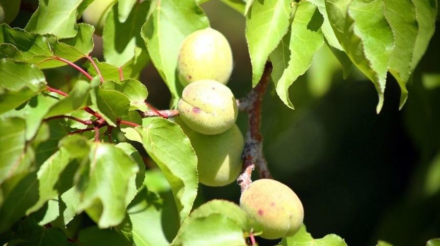 Kayısı Ağa&ccedil;larında Hastalıklara Karşı &Ouml;nlem Uyarısı