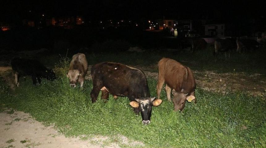 &Ccedil;oban Uyuya Kaldı İnekler Şehre İndi