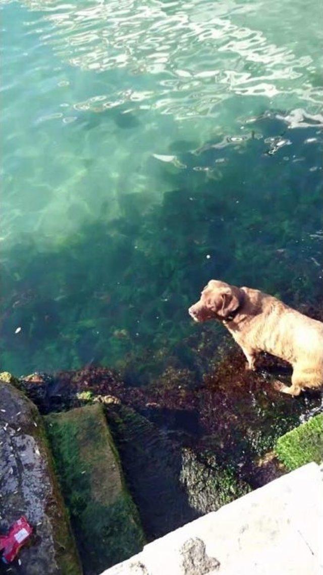 Sıcaktan Bunalan Köpek Kendini Denize Attı