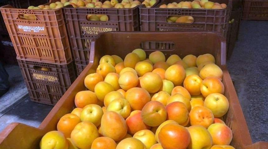 Mut’ta Kayısı Üreticisi Fiyatlardan, Tüccar Kaliteden Memnun