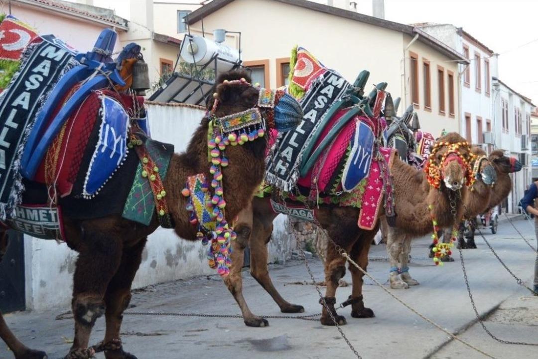 Ayvalık&rsquo;ta Pehlivan Develer G&ouml;r&uuml;c&uuml;ye &Ccedil;ıktı