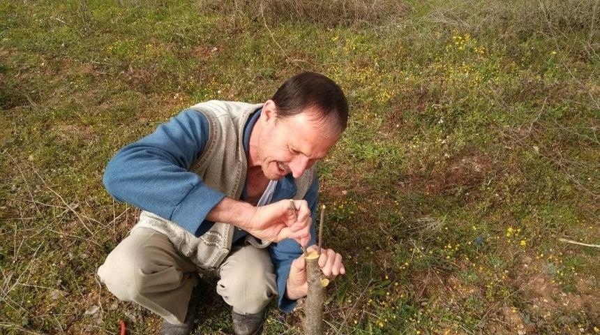 Hisarcık&rsquo;ta Meyve Ağa&ccedil;larında Aşı Zamanı Erken Başladı