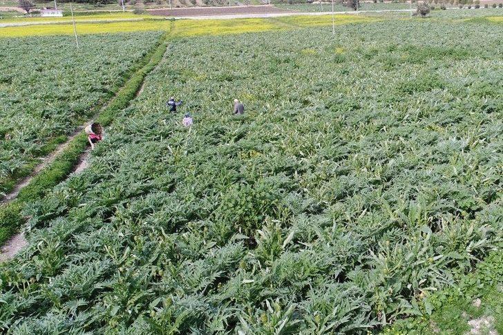 (özel Haber) Karaciğer Dostu Enginar Bahçelerinde Hasat Zamanı G1