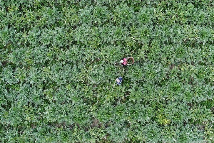 (özel Haber) Karaciğer Dostu Enginar Bahçelerinde Hasat Zamanı G2