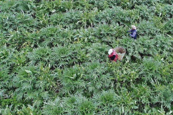(özel Haber) Karaciğer Dostu Enginar Bahçelerinde Hasat Zamanı G3