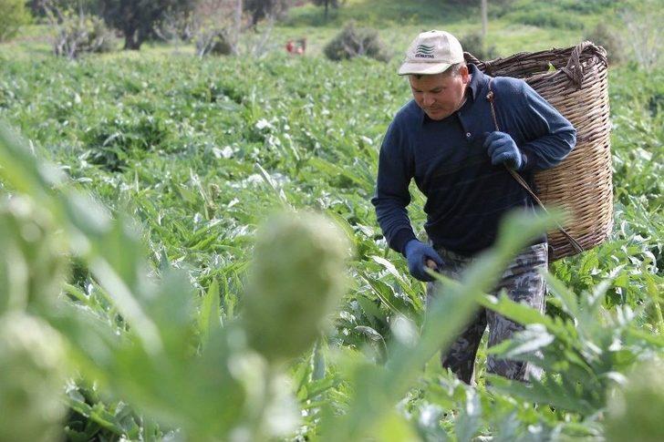 (özel Haber) Karaciğer Dostu Enginar Bahçelerinde Hasat Zamanı G4
