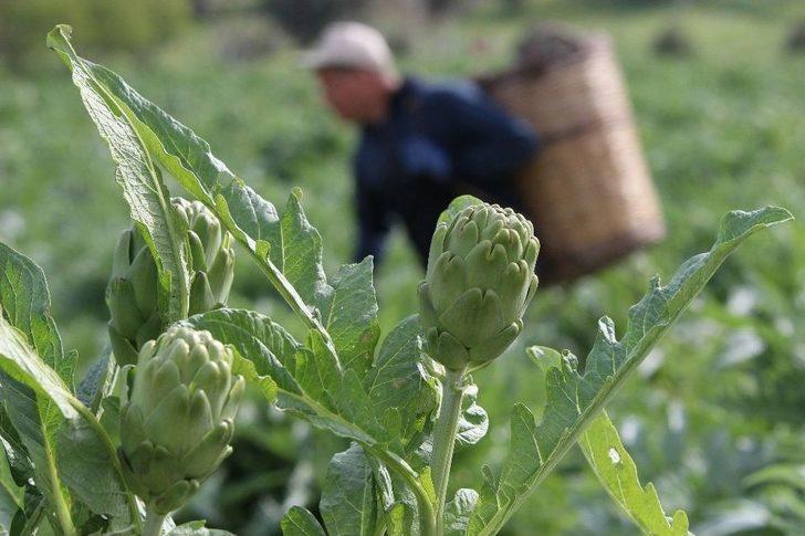 (özel Haber) Karaciğer Dostu Enginar Bahçelerinde Hasat Zamanı G5