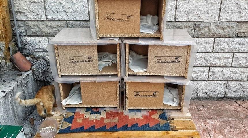 Geleneksel Adore Kedi Evi Projesi Yeniden Başladı