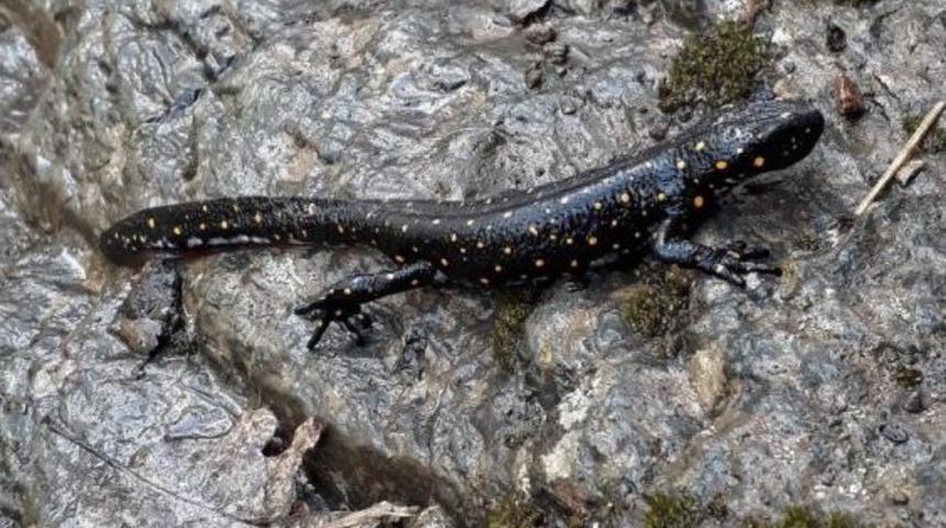 "anadolu Benekli Semenderi" Nazımiye&rsquo;de G&ouml;r&uuml;nt&uuml;lendi