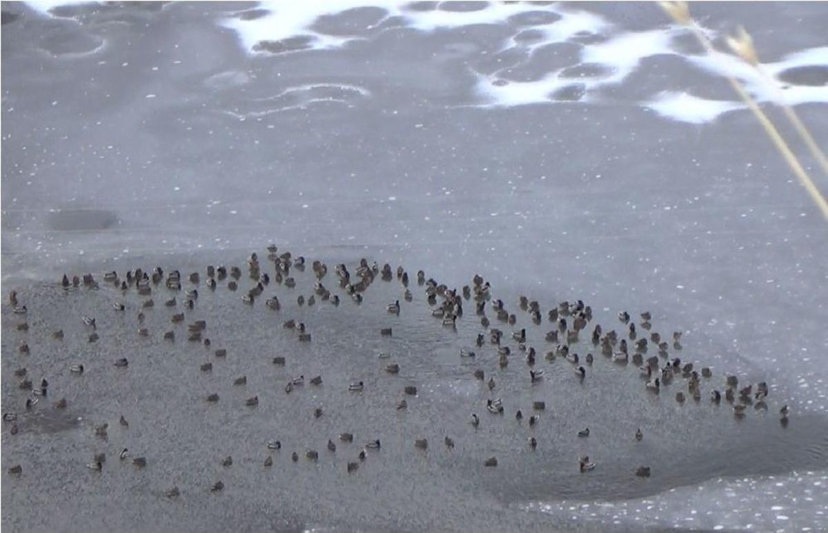 Sarıkamış&rsquo;ta &Ouml;rdek G&ouml;l&uuml; Dondu