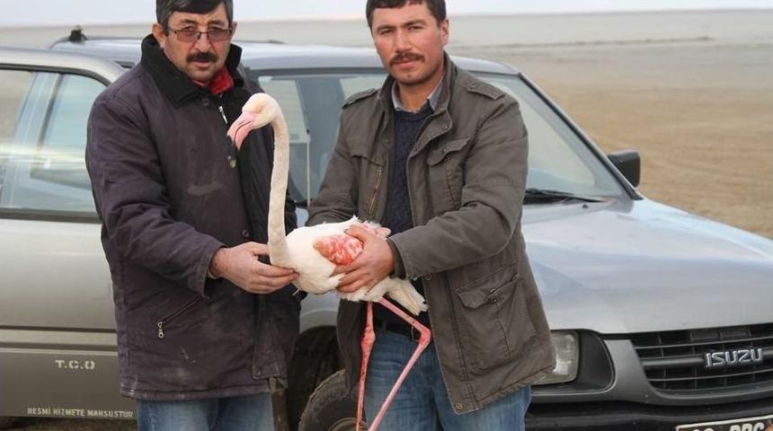 Yaralı Flamingo Sağlığına Kavuşacak