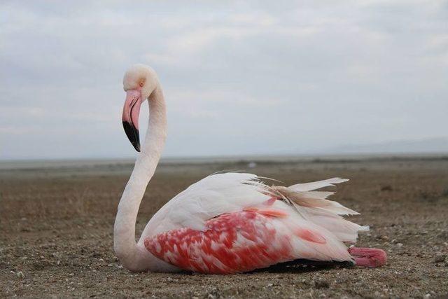 Yaralı Flamingo Sağlığına Kavuşacak