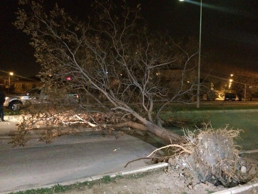 Erzincan&rsquo;da Fırtına Ağa&ccedil;ları Yerinden S&ouml;kt&uuml;