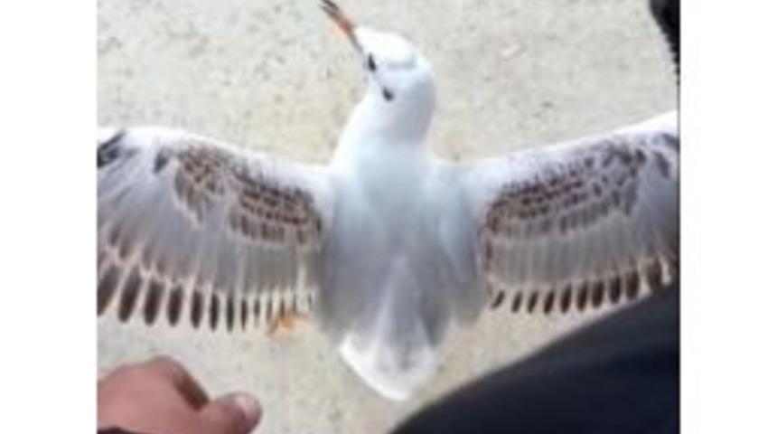 Balık Beklerken Oltaya Martı Takıldı