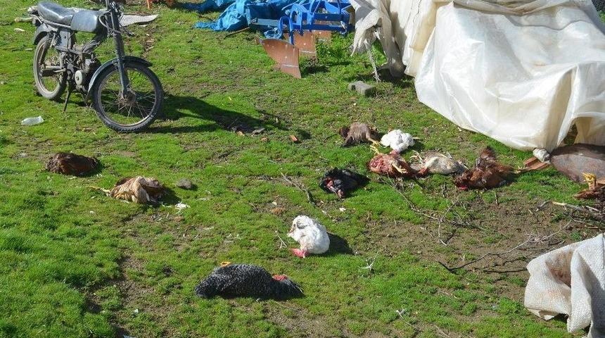 Sokak K&ouml;pekleri, K&uuml;mes Hayvanlarını Telef Etti