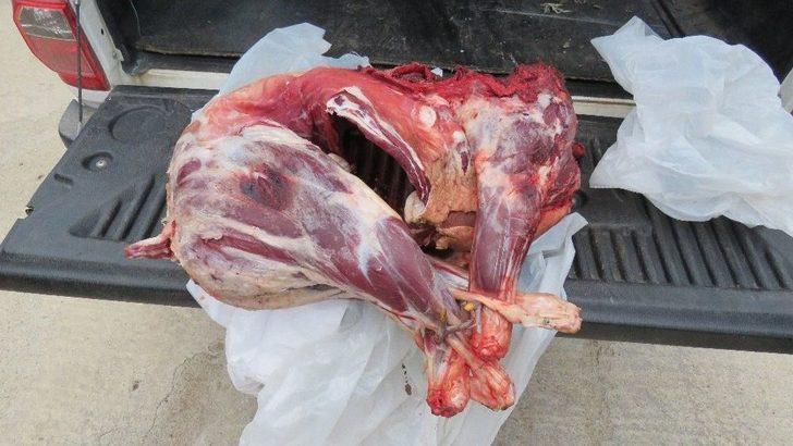 Koruma Altındaki Türlerden Dağ Keçisi Avına 16 Bin Lira Ceza G1