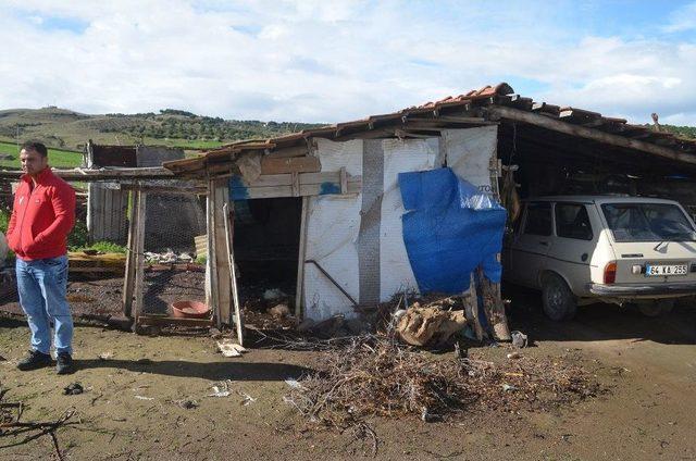 Sokak Köpekleri, Kümes Hayvanlarını Telef Etti