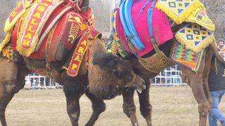 Ege, Akdeniz Ve Marmara’nın Pehlivan Develeri Sahaya İndi