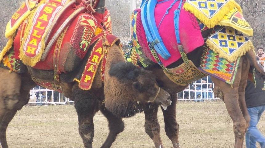 Ege, Akdeniz Ve Marmara’nın Pehlivan Develeri Sahaya İndi