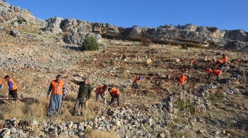 Mersin’de 13 Milyon 750 Bin Fidan Toprakla Buluşacak