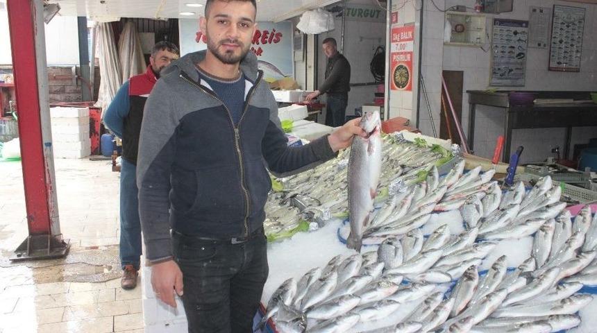 Tavşanlı&rsquo;ya G&uuml;nl&uuml;k Taze Balık Geliyor
