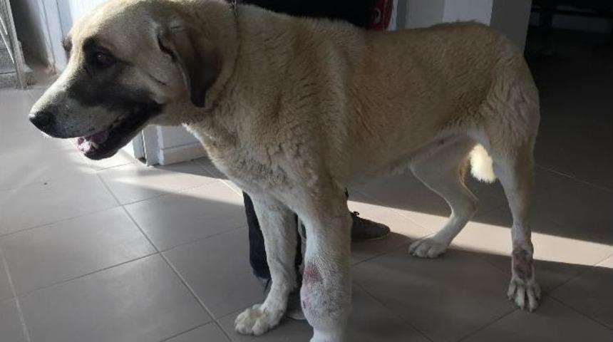 Ayağı T&uuml;m&ouml;rl&uuml; K&ouml;pek Sağlığına Kavuştu