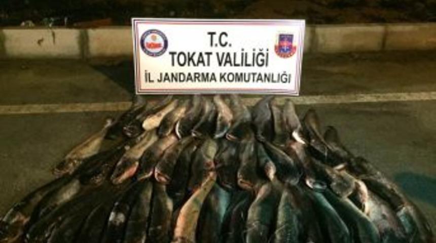 Tokat&rsquo;ta Sağlıksız Koşullarda Paketlenmiş 300 Kilo Balık Ele Ge&ccedil;irildi