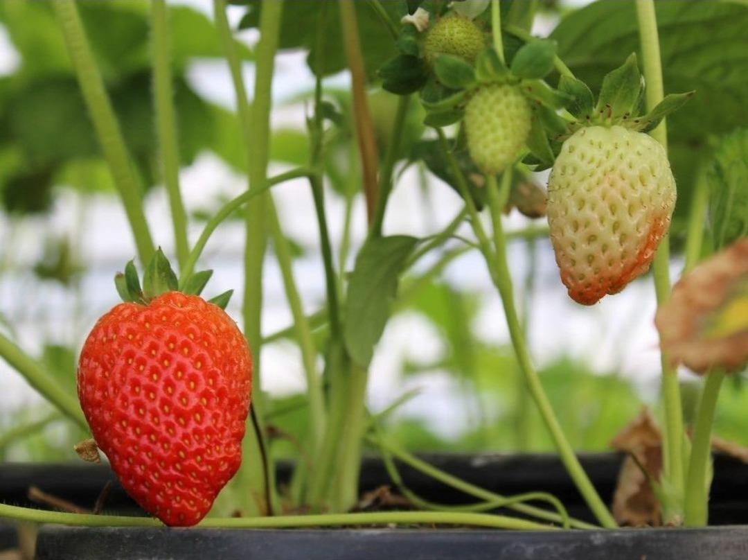 Jeotermal Geri D&ouml;n&uuml;ş&uuml;m Suyu İle Isıtılan Serada &Ccedil;ilek &Uuml;retimine Başlandı