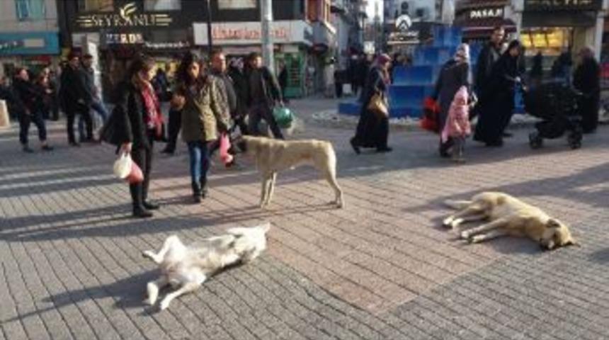 &Ouml;l&uuml; Taklidi Yapan K&ouml;pek